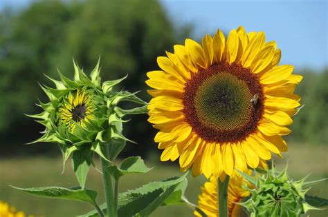 The Benefits of Sunflower Magix Fkundabout for Pedestrians and Cyclists